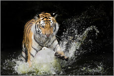 Wandsticker  Tiger schlägt ins Wasser