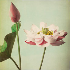 Gallery Print  Lotus - Ogawa Kazumasa