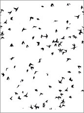 Poster Ein wilder Schwarm Vögel