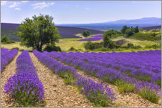 Hartschaumbild  Lavendelfelder der Provence - Jürgen Feuerer