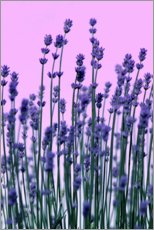 Poster  Lavendel - Renate Knapp