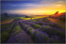Poster Sonnenaufgang auf dem Lavendelfeld