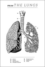 Leinwandbild  Die Lunge, Diagramm (Vintage, Englisch) - Vintage Educational Collection