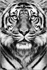 Hartschaumbild  Majestätischer Tiger - Sisi And Seb