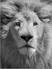 Acrylglasbild  Löwenporträt - Keren Su