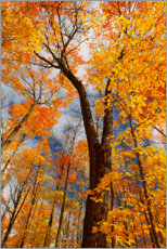 Poster Zuckerahornbäume im Herbst