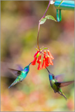 Poster Kolibris an Blüten
