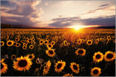 Poster Sonnenblumenfeld mit Sonnenuntergang