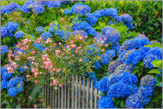 Holzbild  Blaue Hortensien entlang der Zaungärten - Sylvia Gulin