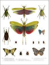 Poster Farbenpracht der Insekten I