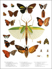 Poster Farbenpracht der Insekten IIX