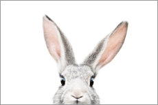 Poster Neugieriges Kaninchen