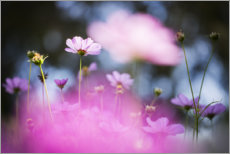 Leinwandbild  Zarte Blüten in Pink - Bob Daalder