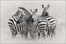 Poster Gruppe Zebras
