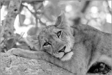 Leinwandbild  Löwin auf einem Ast ruhend - Emily M. Wilson