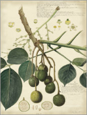 Poster Botanik VI