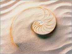 Poster Muschel im Sand