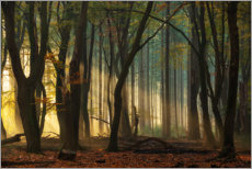 Poster Erstes Licht im Wald