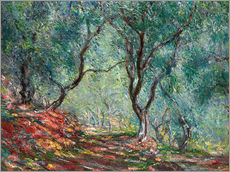 Gallery Print  Olivenbäume im Moreno-Garten - Claude Monet