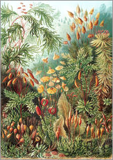 Gallery Print  Muscinae (Kunstformen der Natur: Muscinae, Grafik 72) - Ernst Haeckel