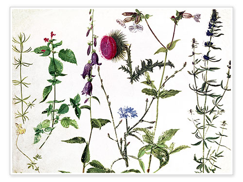 Poster Studien zu Wildblumen