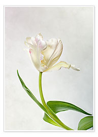 Poster Tulpe