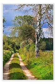 Poster  Waldweg mit Birke - CAPTAIN SILVA