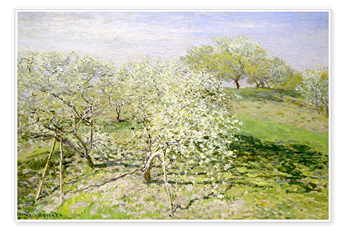 Poster Blühende Apfelbäume im Frühling