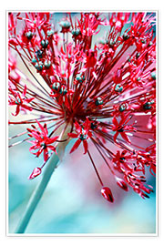 Poster Allium pink