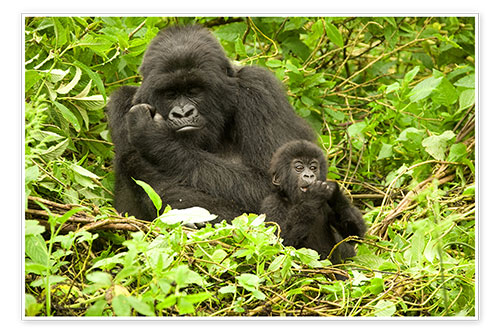 Poster Gorilla mit Baby im Grünen