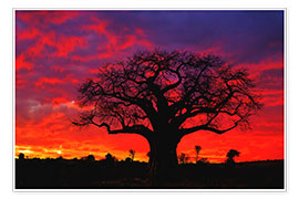 Poster Baobab im leuchtenden Abendrot