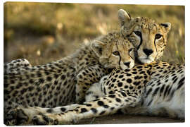 Leinwandbild  Gepard kuschelt mit Mutter - Joe &amp; Mary Ann McDonald