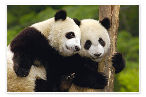 Poster Junge Pandas an Baumstamm