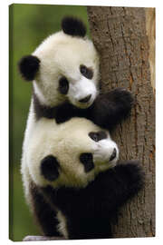 Leinwandbild  Riesenpanda-Babys an einem Baumstamm - Pete Oxford