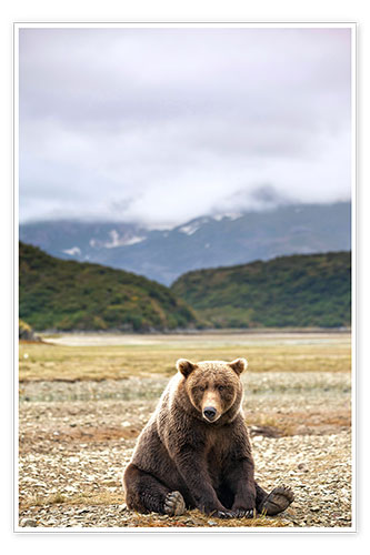Poster Grizzlybär ruht vor Kinak Bay