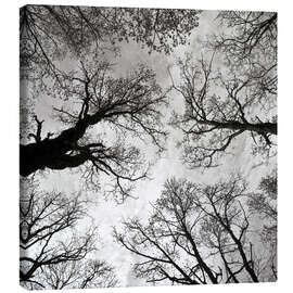 Leinwandbild  Meditative Kraft der Bäume - CAPTAIN SILVA