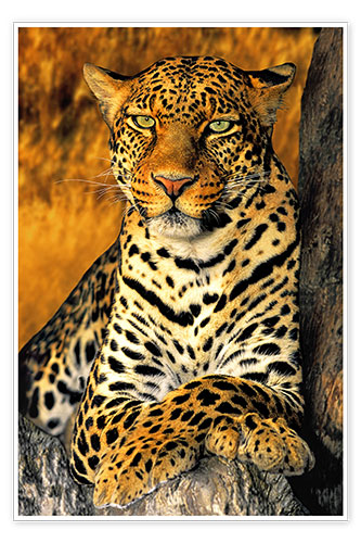 Poster Thronender Leopard
