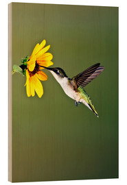 Holzbild  Rubinkehlkolibri an Sonnenblume - Larry Ditto