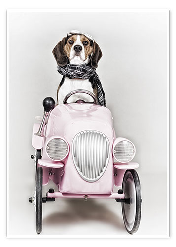 Poster Ein Beagle fährt Auto