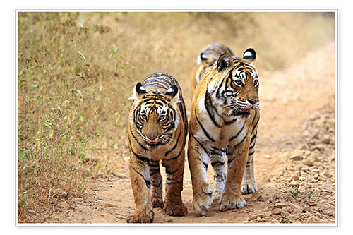 Poster Bengal Tiger auf der Lauer