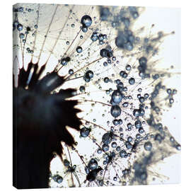 Leinwandbild  Pusteblume Wassertropfen rund - Julia Delgado