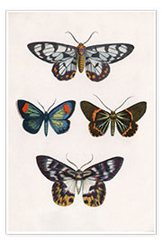 Poster Butterflies
