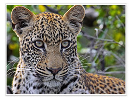 Poster Leopard - Afrika wildlife