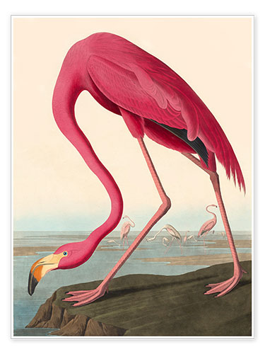 Poster American Flamingo