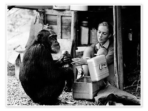 Poster Jane Goodall mit Schimpanse David Greybeard