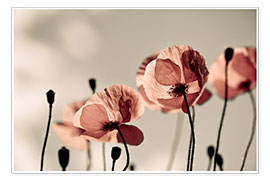 Poster Roter Mohn