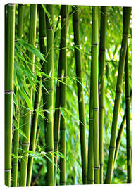 Leinwandbild  Bambus - Gabi Siebenhühner