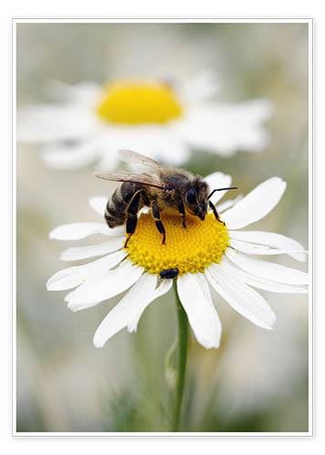 Poster Biene auf der Kamillen Wiese