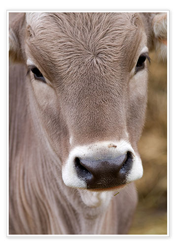 Poster Eine Kuh