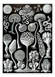 Poster Mycetozoa (Kunstformen der Natur: Lacertilia, Grafik 93)